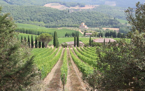 Marangole 12: Paisaje Natural, Colina, Paisaje, Plantación, Tierras Altas, Agricultura, Área Rural, Planta De La Comunidad, Hill Station, El Terreno Del Lote