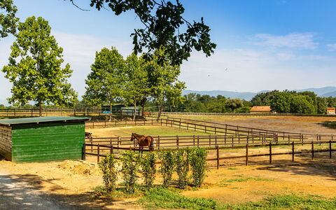 Villa Elisa 16: Paisaje, Área Rural, Cerca, Pasto, Rancho, Sombra, Campo, Granja, Parque