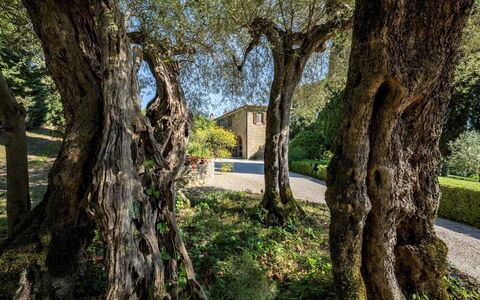 Tenuta Sagherina 8: Rama, Hoja, El Maletero, Ramita, Plantas Leñosas, Jardín, Sombra, Paisajismo, Sombra, Patio Interior