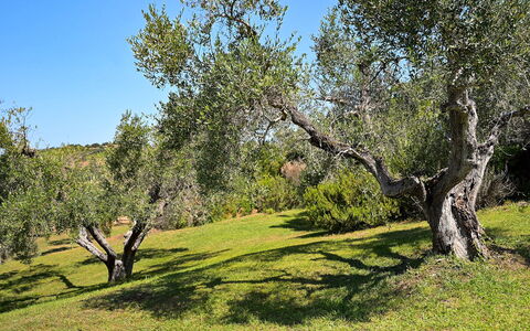 Villa le Cave 12: Árbol, Hierba, Hoja, Rama, Vegetación, Pradera, Arbusto, Planta De La Comunidad, Llanura, El Terreno Del Lote