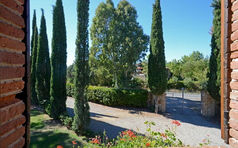 La Magia 8+2: Arbusto, Plantas Leñosas, Jardín, Paisajismo, Hojas Perennes, Cobertura, Familia De Pino