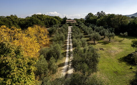 Villa Sparta 8+2: Árbol, Hoja, Hierba, Naturaleza, Vegetación, Arbusto, Llanura, El Terreno Del Lote, Área Rural, Luz De Sol