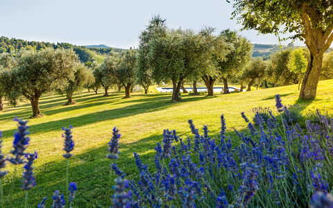Casa Eugenia 8: Azul, Verde, Paisaje Natural, Pradera, Paisaje, Llanura, Prado, Campo, Cobertura Del Suelo