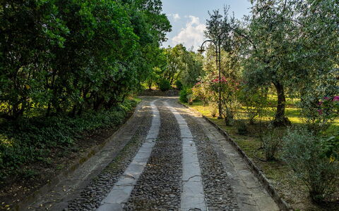Villa Collegigliato 8: Hoja, Árbol, Verde, Naturaleza, Rama, Vegetación, Superficie De La Carretera, La Carretera, Arbusto, Sendero