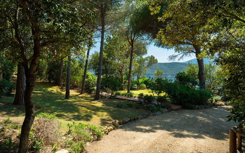 Villa Il Faro 10: Hoja, Árbol, Naturaleza, Verde, Rama, Vegetación, Arbusto, Planta De La Comunidad, Jardín, El Maletero
