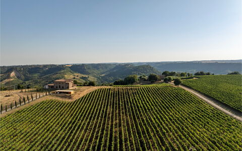 Tenuta Orsini 9+3: Agricultura, Campo, Plantación, Área Rural, Paisaje, Llanura, El Terreno Del Lote, Cosecha, Granja, Viñedo