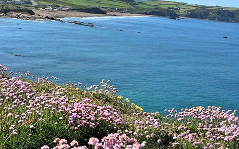 Sea Thrift at Widemouth Bay: Flor, Cuerpo De Agua, Costa, Costeras Y Los Accidentes Geográficos Oceánico, Mar, Playa, Oceano, Planta De La Comunidad, Apuntalar