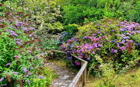 Millook Water: Flor, Arbusto, Jardín, Planta De La Comunidad, Cobertura Del Suelo, Púrpura, Rosado, Primavera, Planta Floreciendo, Jardín Botánico