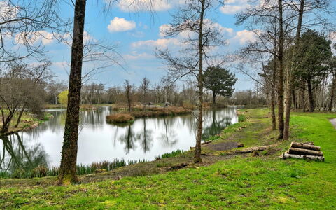 Pine Forest Lodge: Agua, Los Recursos Hídricos, Cuerpo De Agua, Árbol, Naturaleza, Entorno Natural, Paisaje Natural, Verde, Rama, Banco