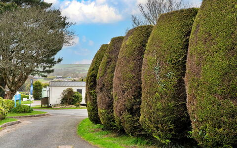 Pine Forest Lodge: Arbusto, Paisaje, Cobertura, Jardín, Plantas Leñosas, Paisajismo, Jardín Botánico, Parque