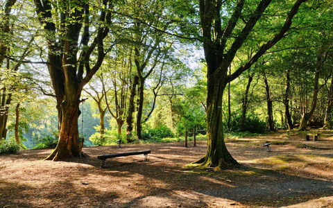 St. Ives 637: Hoja, Rama, Árbol, Naturaleza, Entorno Natural, Verde, Hierba, Madera, Vegetación, Paisaje Natural