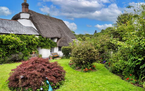 Okehampton 619: Hierba, Cubrir Con Paja, Vegetación, Arbusto, Cabaña, Techo, Jardín, Planta De La Comunidad, Cobertura Del Suelo