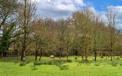 Oak Leaf Cottage: Hierba, Árbol, Entorno Natural, Pradera, Paisaje Natural, Llanura, Pasto, Ecorregión, El Terreno Del Lote, Prado