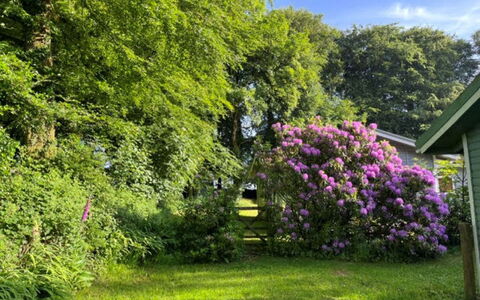 Brockwood: Flor, Hoja, Vegetación, Arbusto, Jardín, Rosado, Planta De La Comunidad, Cobertura Del Suelo, Primavera, Púrpura