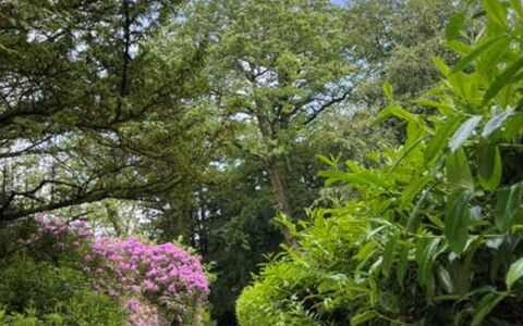 Brockwood: Hoja, Verde, Naturaleza, Vegetación, Rama, Arbusto, Jardín, Planta De La Comunidad, Cobertura Del Suelo, Sendero