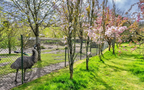 Trimstone Manor - Granary Cottage: Hierba, Árbol, Rama, Naturaleza, Hoja, Arbusto, Pradera, Jardín, Primavera