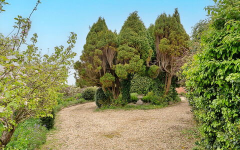 Heselwood: Verde, Hoja, Vegetación, Arbusto, Jardín, Planta De La Comunidad, Cobertura Del Suelo, Plantas Leñosas, Jardín Botánico