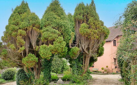 Heselwood: Arbusto, Jardín, Plantas Leñosas, Paisajismo, Hojas Perennes, Jardín Botánico, Patio Interior