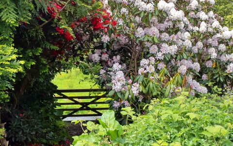 Y Cwtch: Flor, Jardín, Arbusto, Planta De La Comunidad, Rosado, Cobertura Del Suelo, Primavera, Planta Floreciendo, Plantas Leñosas