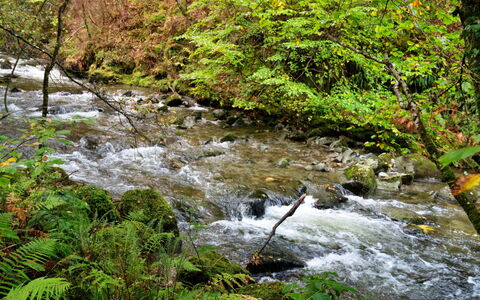 Y Cwtch: Los Recursos Hídricos, Agua, Cuerpo De Agua, Hoja, Corriente De Agua, Naturaleza, Corriente, Verde, Entorno Natural, Paisaje Natural