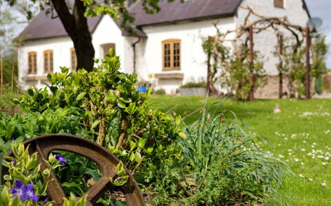 Waen Farm Cottage: Arbusto, Jardín, Casa, Cabaña, Casa, Casa De Campo, Primavera, Césped, Paisajismo