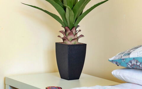 Colwyn Bay 646: Maceta, Planta De Casa, Florero, Suelos De Madera, Madera Dura, Manchas De Madera, Sala, Suelo Laminado