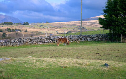 Hedd Wen Cottage: Hierba, Pradera, Pasto, Ecorregión, Llanura, Paisaje, Área Rural, El Terreno Del Lote, Campo, Pradera