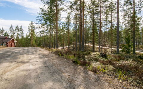 Koli Country Club D 11: Árbol, Naturaleza, Rama, Paisaje Natural, Bosque, Desierto, Bosque, Sendero, Arboleda