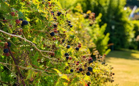 Jennys Pärla: Verde, Jardín, Fruta, Produce, Jardín Botánico, Plantación