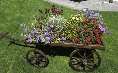 Hopfgarten im Brixental 696: Flor, Rueda, Jardín, Pétalo, Rosado, Floristas