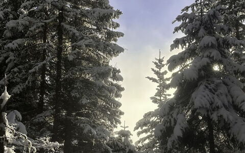 Dösentaler Bergidyll: Rama, Nieve, Árbol, Invierno, Entorno Natural, Madera, Bosque, Desierto, Congelación