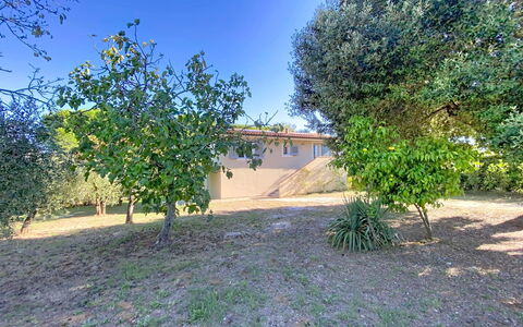 Linaglia: Hoja, Jardín, Plantas Leñosas, Sombra, Césped, Paisajismo, Yarda, Patio Interior, Suelo