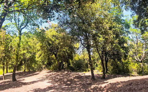 Pari 3: Hoja, Árbol, Rama, Naturaleza, Entorno Natural, Vegetación, Planta De La Comunidad, Sendero, Suelo