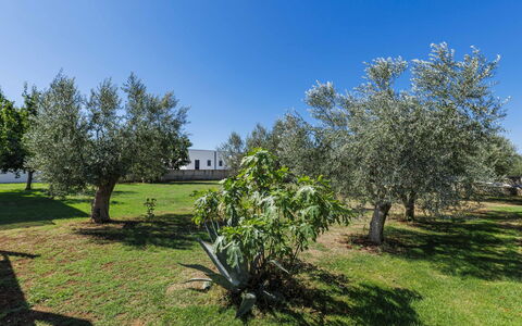 Level 4: Árbol, Hierba, Llanura, Plantas Leñosas, Jardín, Sombra, Césped, Paisajismo, Parque