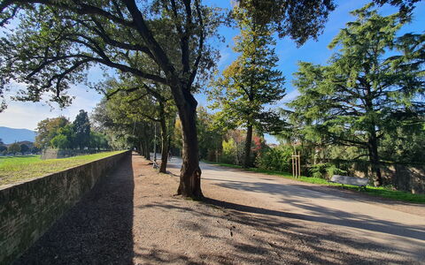 Adele: Árbol, Hoja, Naturaleza, Entorno Natural, Hierba, Rama, Vegetación, Paisaje Natural, Paisaje, Llanura