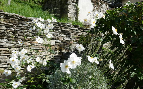 Valserhaus: Flor, Pared De Piedra, Cobertura Del Suelo, Planta Floreciendo, Jardín, Planta Herbácea, Losa