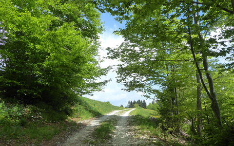 Casa Mis: Árbol, Hoja, Verde, Paisaje Natural, La Carretera, Vegetación, Sendero, Arbusto, Desierto