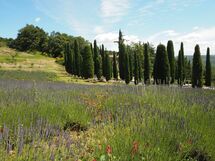 Cornocchio