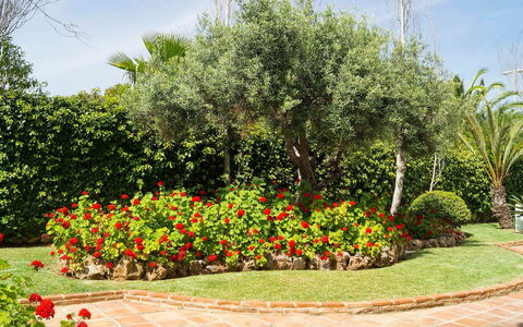 Mijas Beach: Jardín, Flor, Árbol, Planta, Arbusto, Jardín Botánico, Botánica, Primavera, Plantas Leñosas, Paisaje