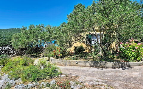 Rudi: Vegetación, Arbusto, Planta De La Comunidad, Plantas Leñosas, Jardín, Shrubland