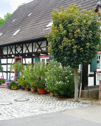 Haus Schwärzel: Planta, Ventana, Edificio, Flor, Vegetación, Barrio, Arbusto, Casa, Bienes Raíces, Fachada