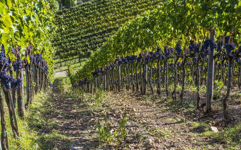 La Maccinaia 14: Viñedo, Planta, Árbol, Agricultura, Vitis, Hoja, Primavera, Campo