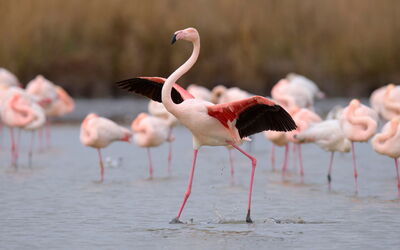 Port Camargue 230