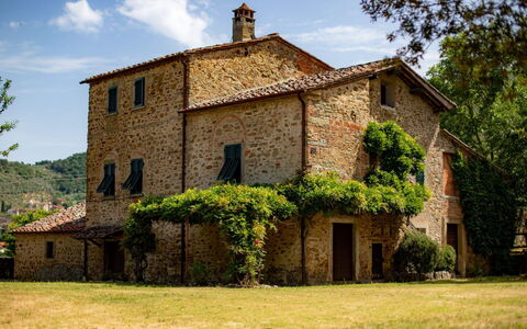 Olivo: Planta, Edificio, Cielo, Nube, Ventana, Árbol, Casa, El Terreno Del Lote, Puerta, Cabaña