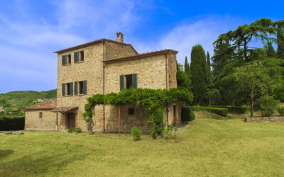 Olivo - Arezzo, Toscana, Italia
