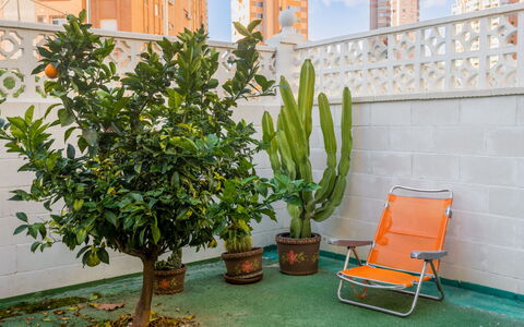 Rinconada Real: Planta, Maceta, Verde, Planta De Casa, Hierba, Mueble Para Exteriores, Edificio, Árbol, Arbusto, Madera