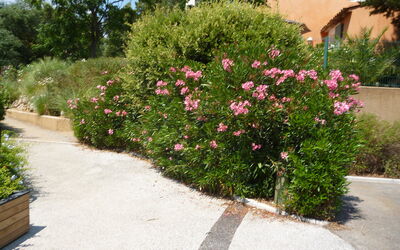 Grimaud 119