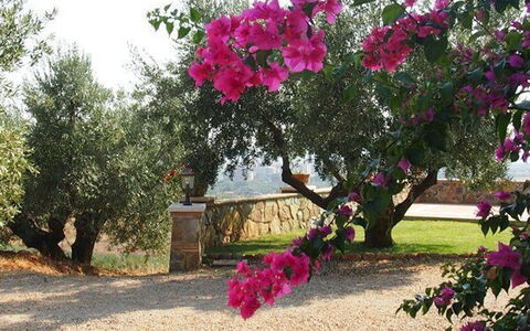 Villa Giulia Follonica: Flor, Planta, Árbol, Rosado, Bougainvillea, Botánica, Primavera, Planta Floreciendo, Plantas Leñosas, Magenta