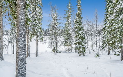 Seitsemän Savua 3: Nieve, Rama, Entorno Natural, Invierno, Bosque, Desierto, Congelación, El Maletero, Alerce