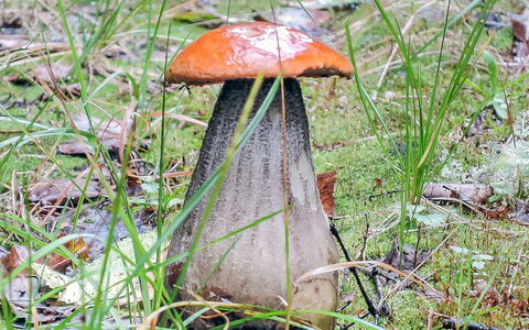 Viehko: Madera, Cabaña, Cuarto De Troncos, Bosque, Cobertizo, Edificios Del Jardín, Alerce, Bosque, Manchas De Madera